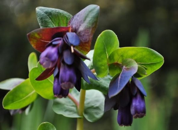 Tohum Dünyam 5 Adet BLUE SHRIMP PLANT Tohumu - 3