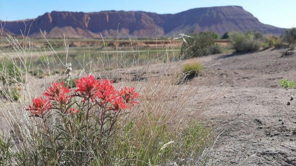 Tohum Dünyam 10 Adet Indian Paintbrush Tohumu - 3