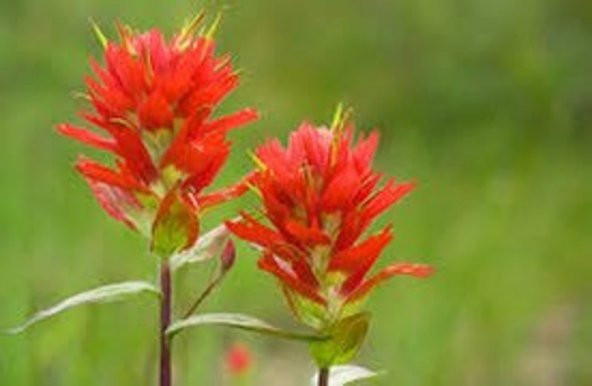 Tohum Dünyam 10 Adet Indian Paintbrush Tohumu - 4