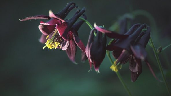Tohum Dünyam 5 Adet Black Columbine Tohumu