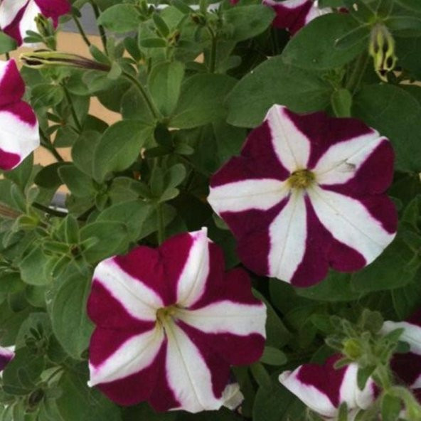 Tohum Dünyam 10 Adet Natural Trailing Petunia Purple Star Tohumu - 3