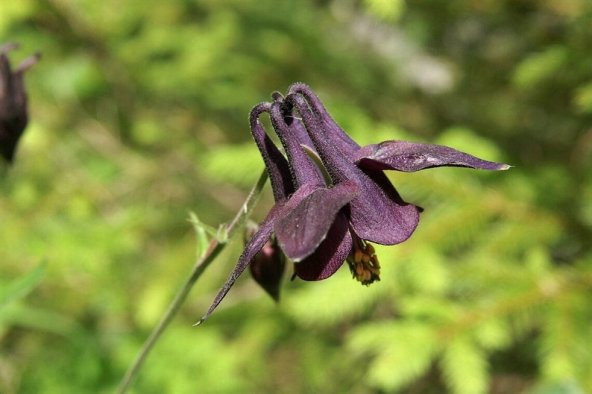 Tohum Dünyam 5 Adet Black Columbine Tohumu - 2