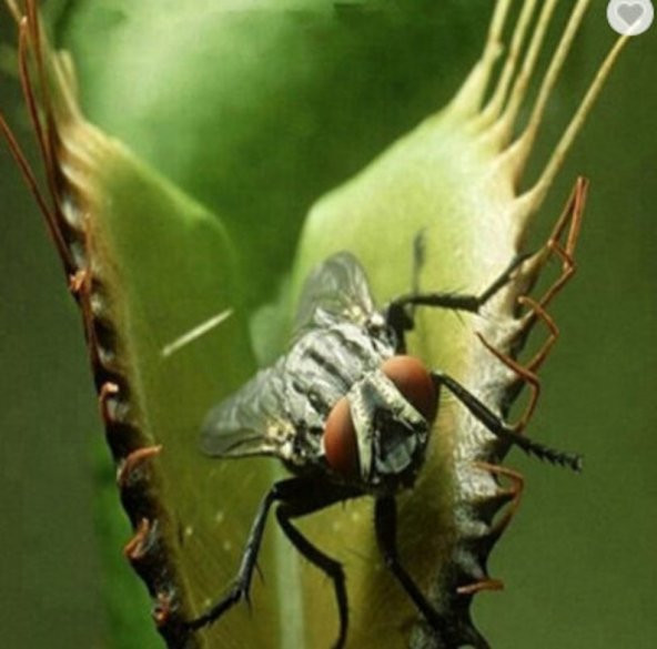 Tohum Dünyam 5 Adet Venus Flytrap Fresh Garden Tohumu - 5