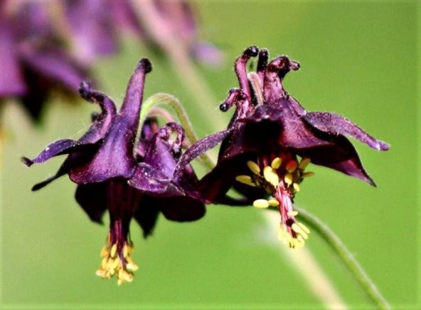 Tohum Dünyam 5 Adet Black Columbine Tohumu - 3