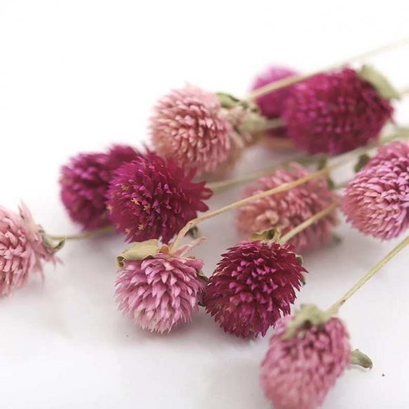 Tohum Dünyam 10 Adet Unique pink salmon Gomphrena Tohumu - 5
