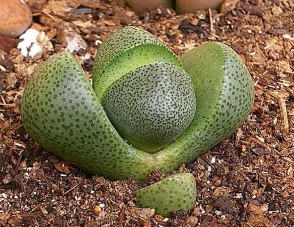 Tohum Dünyam 10 Adet Pleiospilos Nelii Succulent Tohumu - 5