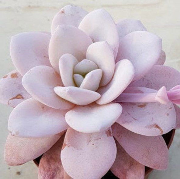 Tohum Dünyam 10 Adet Rare Echeveria Laui Pink Succulent Tohumu