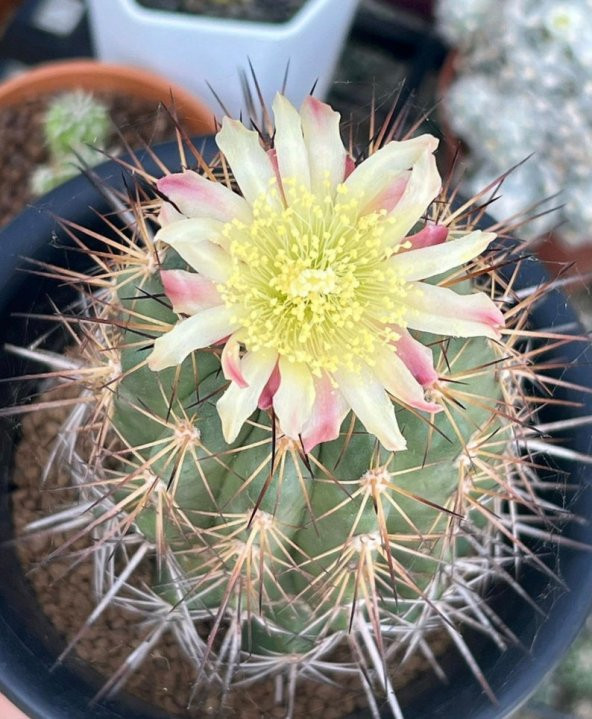 Tohum Dünyam 10 Adet Copiapoa Grandiflora Kaktüs Tohumu