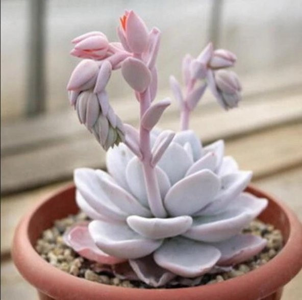 Tohum Dünyam 10 Adet Rare Echeveria Laui Pink Succulent Tohumu - 2