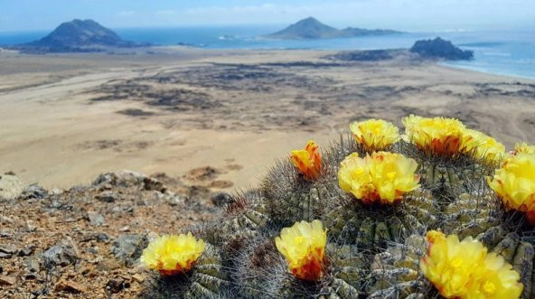 Tohum Dünyam 10 Adet Copiapoa Grandiflora Kaktüs Tohumu - 2