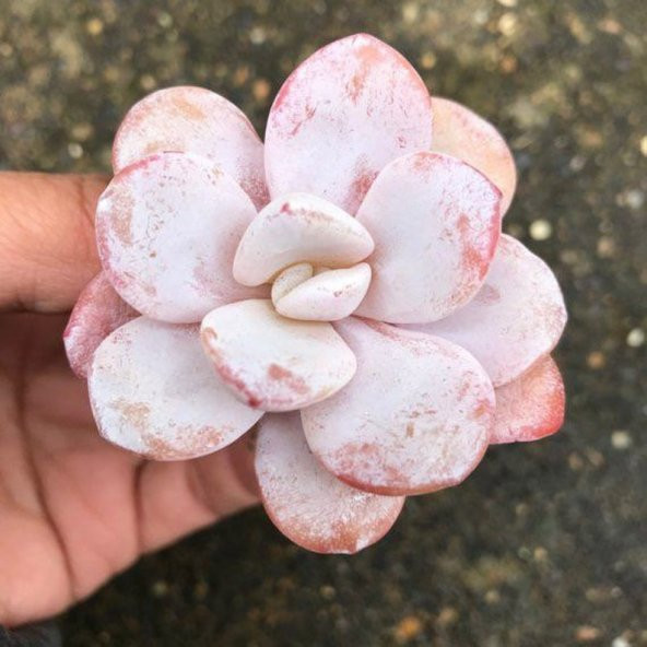 Tohum Dünyam 10 Adet Rare Echeveria Laui Pink Succulent Tohumu - 3