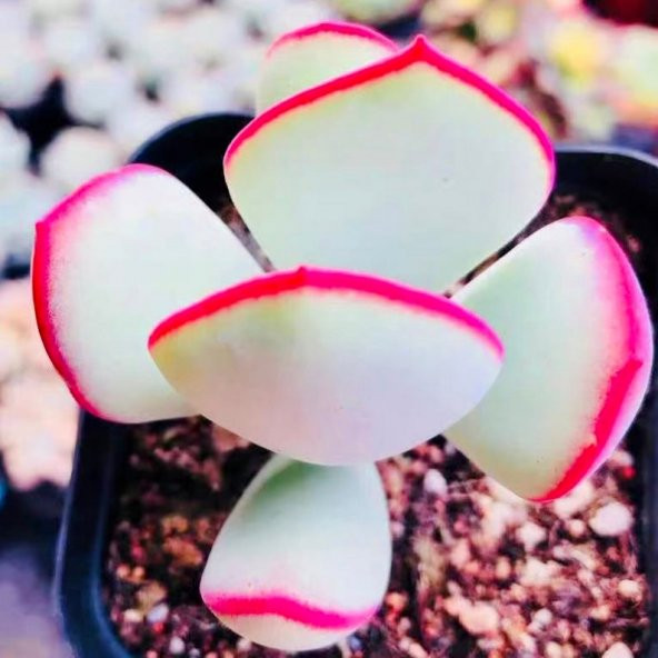 Tohum Dünyam 10 Adet Cotyledon orbiculata Succulent Tohumu - 2