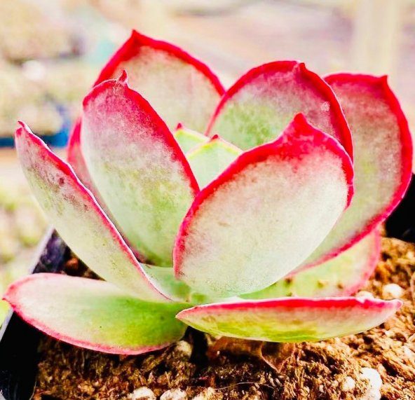 Tohum Dünyam 10 Adet Cotyledon orbiculata Succulent Tohumu - 3