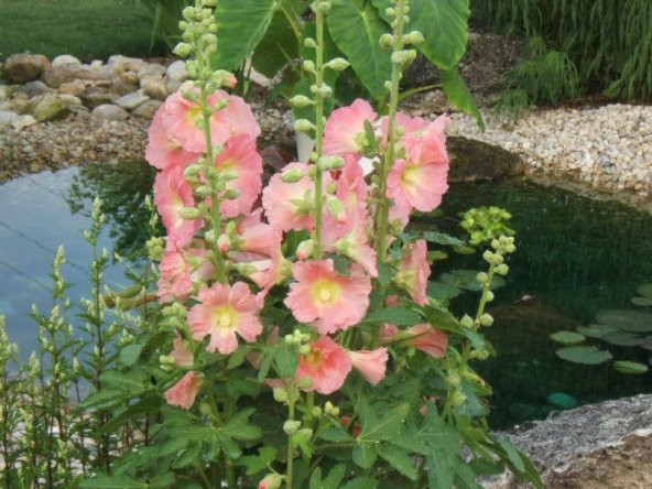 Tohum Dünyam 5 Adet PEACH HOLLYHOCK Tohumu