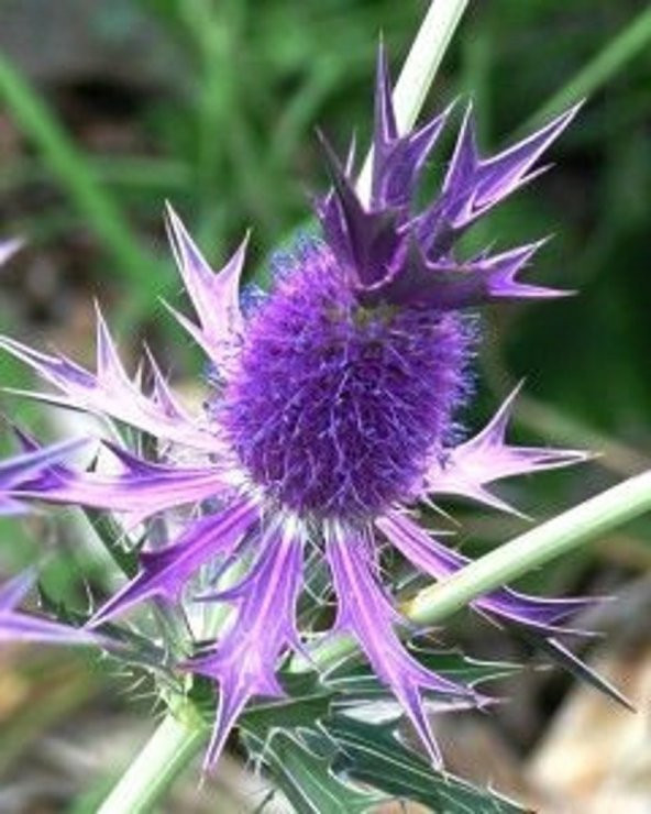 Tohum Dünyam 5 Adet Purple Sheen Sea Holly Tohumu