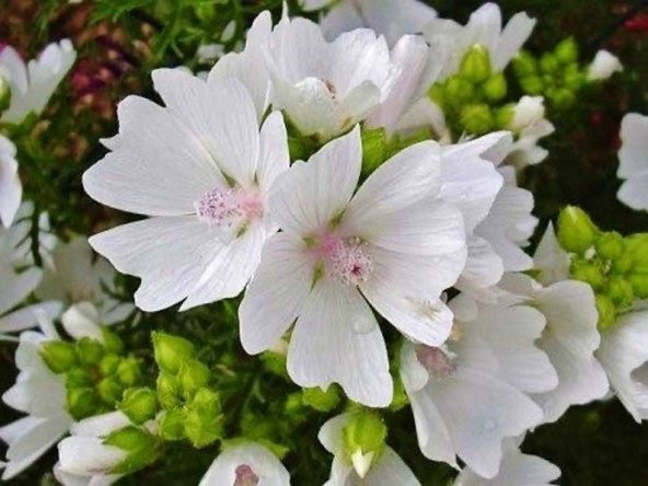 Tohum Dünyam 5 Adet Hollyhock (Malva Moschata White) Tohumu