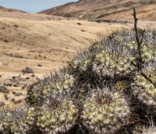 Tohum Dünyam 10 Adet Copiapoa Grandiflora Kaktüs Tohumu - 3