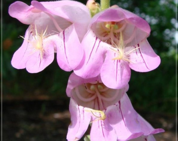 Tohum Dünyam 10 Adet Weeping Pink Color Penstemon Tohumu