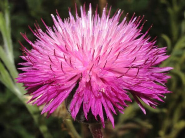 Tohum Dünyam 10 Adet Natural Centaurea Royal Pink Tohumu