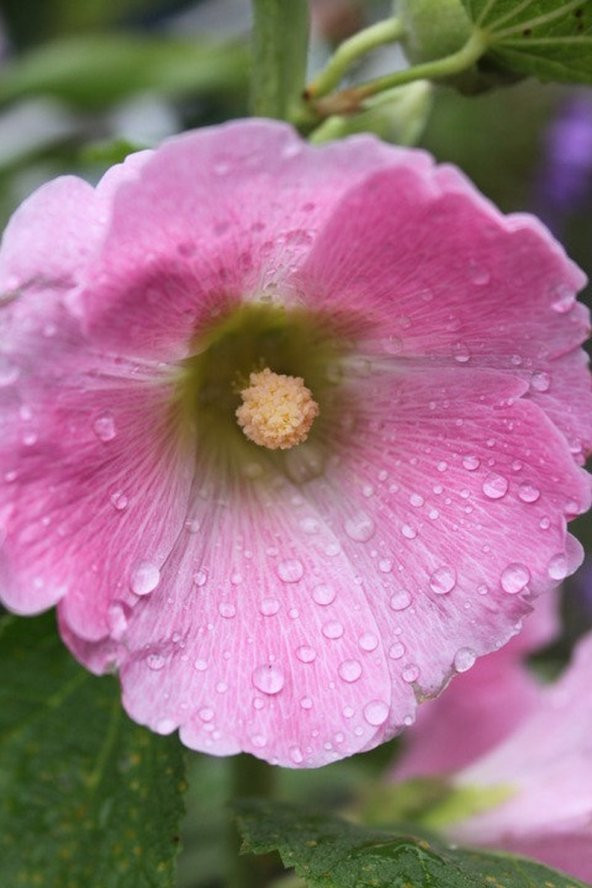 Tohum Dünyam 5 Adet Mixed Color Hollyhock Tohumu - 2
