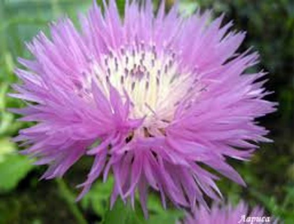 Tohum Dünyam 10 Adet Natural Centaurea Royal Pink Tohumu - 3