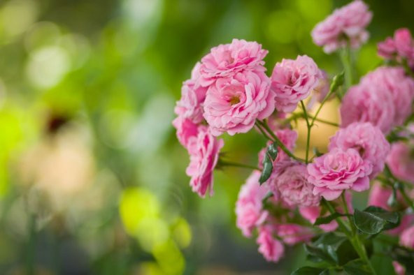 Tohum Dünyam 5 Adet Pink Rose Gül Tohumu - 2