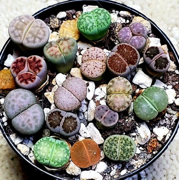 Tohum Dünyam 20 Adet Lithops Mix Tohumu - 3