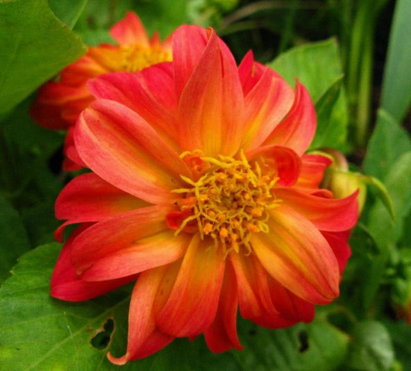 Tohum Dünyam 20 Adet EARLY BIRD DAHLIA Mixed Colors Flower Tohumu - 3