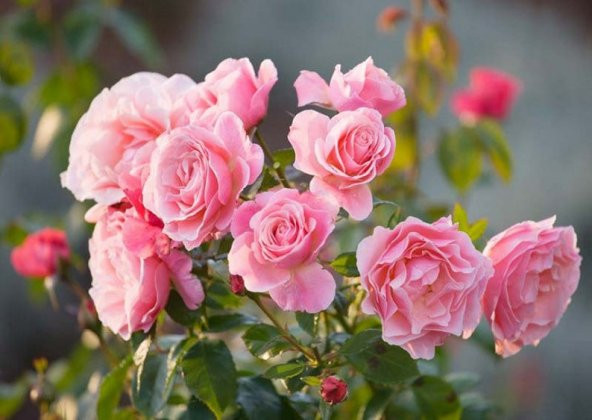 Tohum Dünyam 5 Adet Pink Rose Gül Tohumu - 3