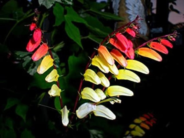 Tohum Dünyam 10 Adet Exotic Love Vine Tohumu - 5