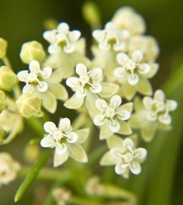Tohum Dünyam 10 Adet Whorled Milkweed Tohumu - 3