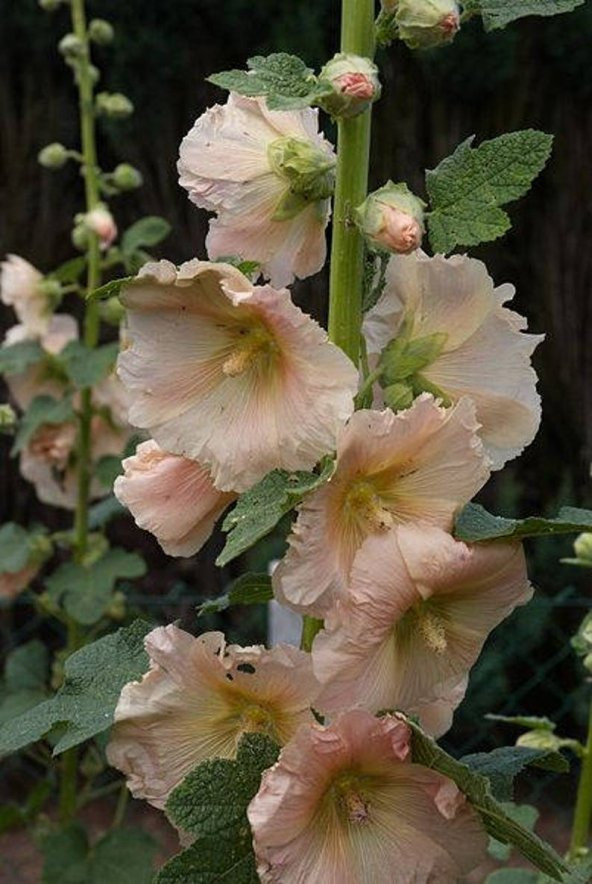 Tohum Dünyam 5 Adet PEACH HOLLYHOCK Tohumu - 2
