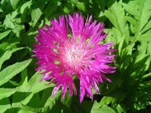Tohum Dünyam 10 Adet Natural Centaurea Royal Pink Tohumu - 2