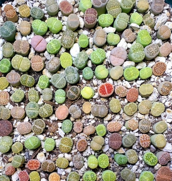 Tohum Dünyam 20 Adet Lithops Mix Tohumu - 2