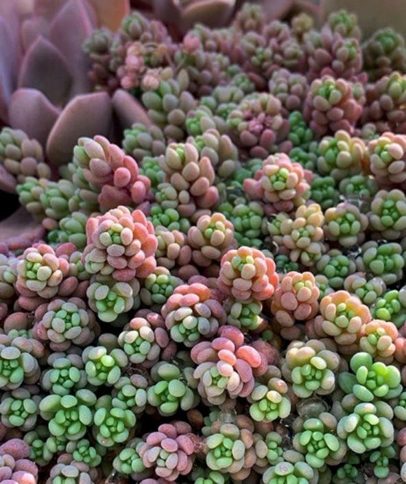 Tohum Dünyam 10 Adet Sedum Dasyphyllum Succulent Tohumu