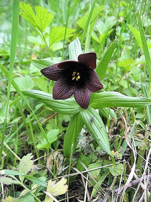 Tohum Dünyam 10 Adet CHOCOLATE LILY Black Kamchatka Brown Tohumu - 2