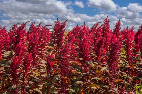 Tohum Dünyam 5 Adet Red Spike Amaranth Cut Tohumu - 2