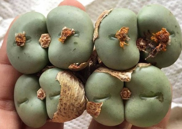Tohum Dünyam 10 Adet Conophytum Ornatum Succulent Tohumu