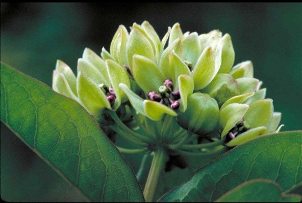 Tohum Dünyam 10 Adet Antelope Horn Milkweed Tohumu ürün görseli 1
