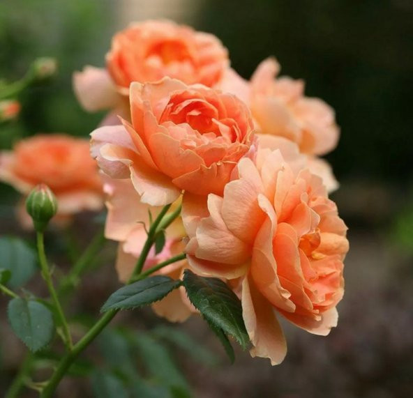 Tohum Dünyam 5 Adet Orange Rose Gül Tohumu - 2
