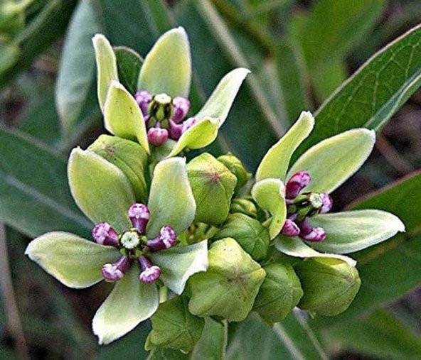 Tohum Dünyam 10 Adet Antelope Horn Milkweed Tohumu - Resim 3