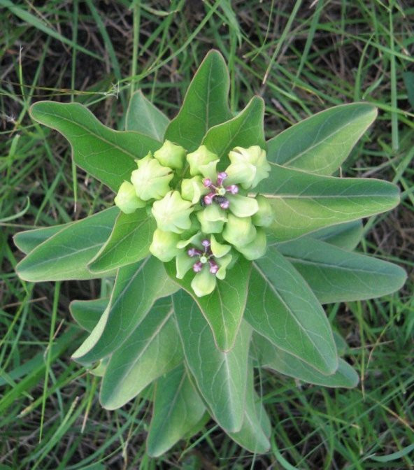 Tohum Dünyam 10 Adet Antelope Horn Milkweed Tohumu - Resim 4