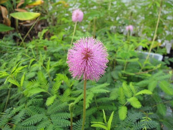 Tohum Dünyam 10 Adet MIMOSA / SENSITIVE PLANT / Touch Me Not Tohumu - 3