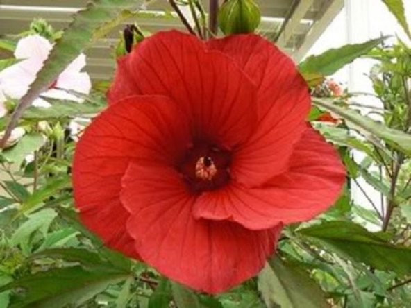 Tohum Dünyam 10 Adet MIXED LUNA HIBISCUS Tohumu - Resim 3