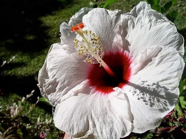 Tohum Dünyam 10 Adet MIXED LUNA HIBISCUS Tohumu - Resim 4