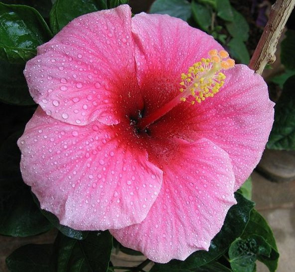 Tohum Dünyam 10 Adet MIXED LUNA HIBISCUS Tohumu - Resim 5