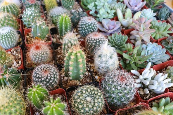 Tohum Dünyam 10 Adet Kaktüs Species Variety Mix Tohumu