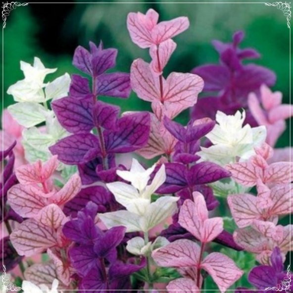 Tohum Dünyam 20 Adet Salvia Horminum Mixed Color Sage Tohumu