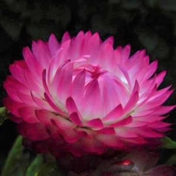 Tohum Dünyam 5 Adet Bright Rose Strawflower Tohumu