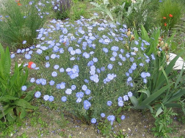 Tohum Dünyam 10 Adet BLUE FLAX (Prairie Flax / Lewis Blue Flax) Tohumu